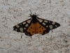 Arctia villica Arctia villica