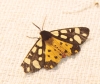 Arctia villica Arctia villica
