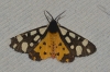 Arctia villica Arctia villica
