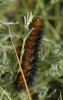 Arctia cf. villica Arctia cf. villica