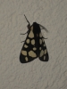 Arctia villica Arctia villica