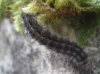 Arctiinae Arctiinae