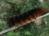 Arctiinae Arctiinae