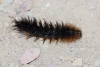 Arctiinae Arctiinae