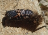 Arctiinae Arctiinae