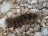 Arctiinae Arctiinae