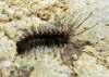 Arctiinae Arctiinae