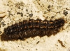 Arctiinae Arctiinae