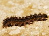 Arctiinae Arctiinae