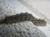 Arctiinae Arctiinae