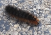 Arctiinae Arctiinae