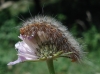 Arctiinae Arctiinae