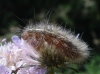 Arctiinae Arctiinae
