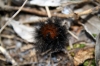 Arctiinae
