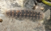 Arctiinae Arctiinae