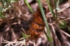 Arctiinae Arctiinae