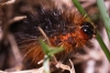 Arctiinae Arctiinae
