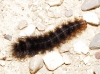 Arctiinae Arctiinae