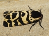 Atlantarctia tigrina Atlantarctia tigrina