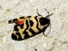 Atlantarctia tigrina Atlantarctia tigrina