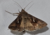 Autographa gamma Autographa gamma