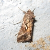 Autographa gamma Autographa gamma