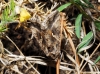 Autographa gamma Autographa gamma