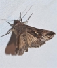 Autographa gamma Autographa gamma