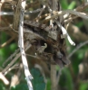 Autographa gamma Autographa gamma
