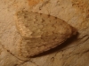 Autophila cataphanes Autophila cataphanes