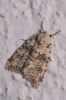 Bryophila domestica Bryophila domestica