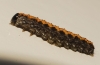 Bryophila domestica Bryophila domestica