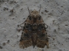 Bryophila domestica Bryophila domestica