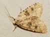 Bryophila domestica Bryophila domestica