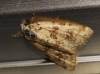 Bryophila domestica Bryophila domestica