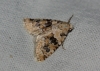 Bryophila domestica Bryophila domestica