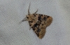 Bryophila domestica Bryophila domestica