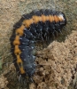 Bryophila domestica Bryophila domestica