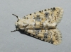 Bryophila domestica Bryophila domestica