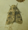 Bryophila domestica Bryophila domestica