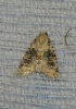 Bryophila domestica Bryophila domestica