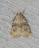 Bryophila domestica Bryophila domestica