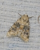 Bryophila domestica Bryophila domestica