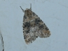 Bryophila domestica Bryophila domestica