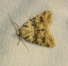 Bryophila domestica Bryophila domestica