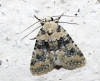 Bryophila domestica Bryophila domestica