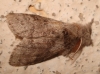Calliteara pudibunda Calliteara pudibunda