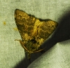 Calliteara pudibunda Calliteara pudibunda