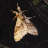 Calliteara pudibunda Calliteara pudibunda