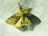 Calliteara pudibunda Calliteara pudibunda